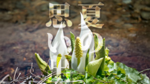 natsu no omoide