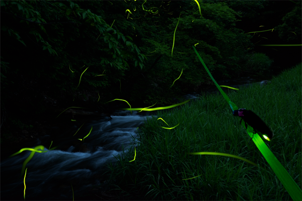 Hotaru (Fireflies) dancing in deep mountain streams