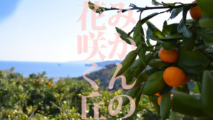 mikan no hana saku oka
