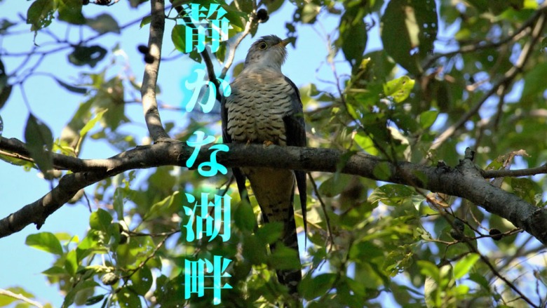 Shizuka na kohan (kakkou in forest)