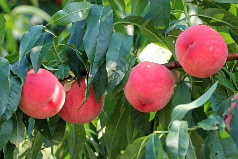 fukushima momo Fukushima peach