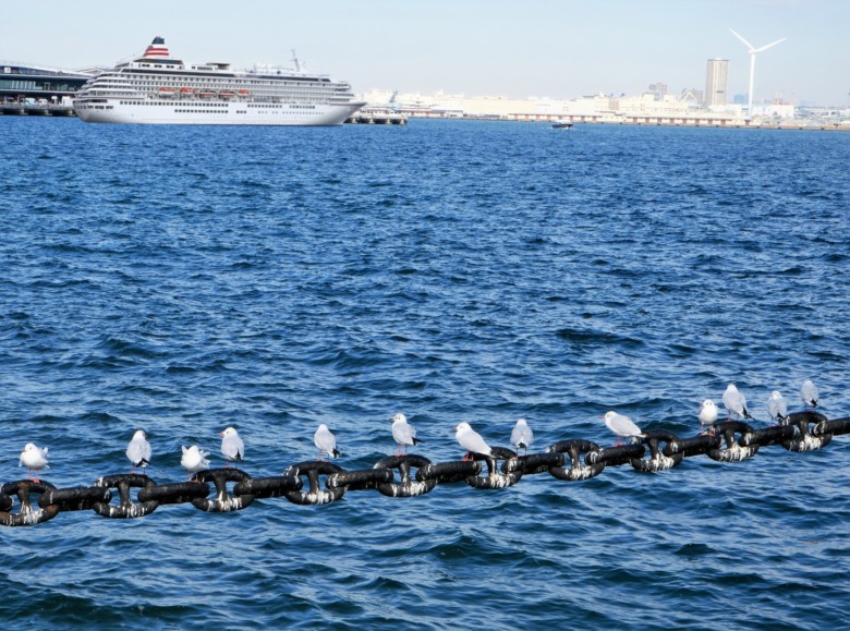 Seagulls at Yokohama Port