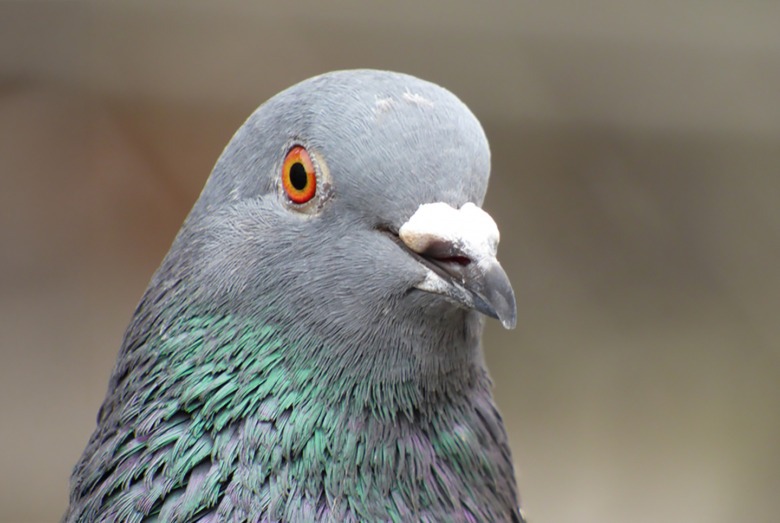 Hato-poppo (Pigeon) Hato-poppo (Pigeon)