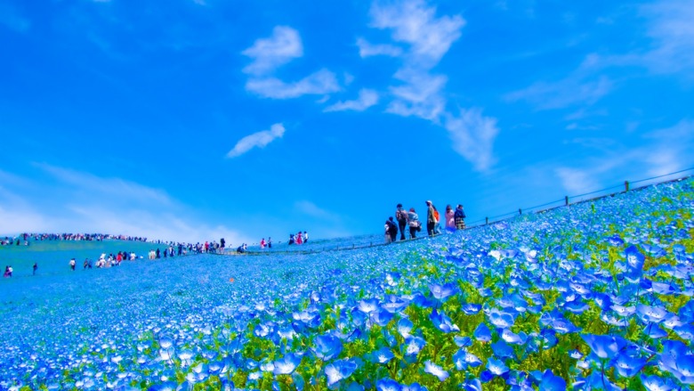 Hitachi kaihin kouen ( Hitachi Seaside Park / Ibaraki Prefecture )
