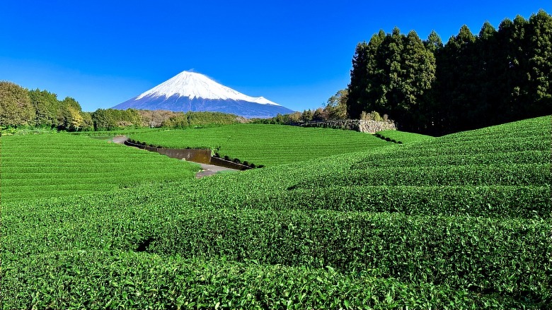 shizuoka chabatake