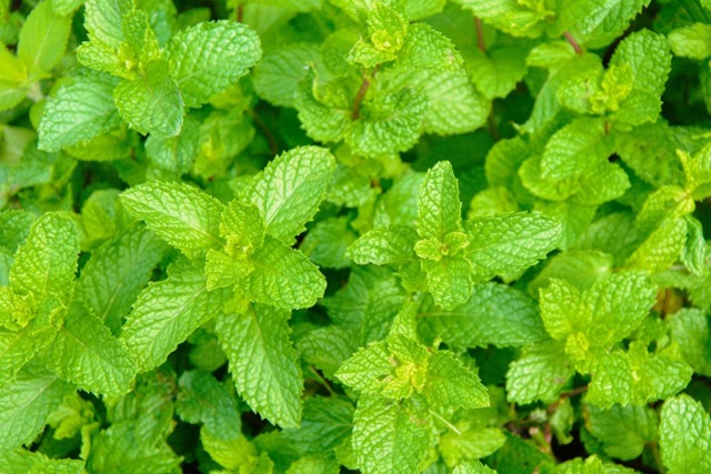 Hokkaido Peppermint Botanical Essential Oil