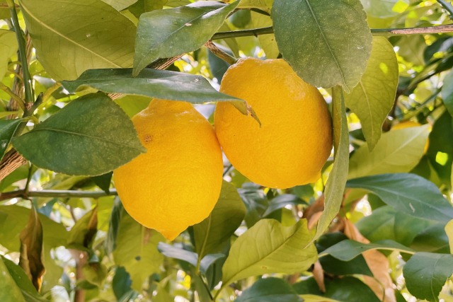 Hiroshima Setouchi Lemon