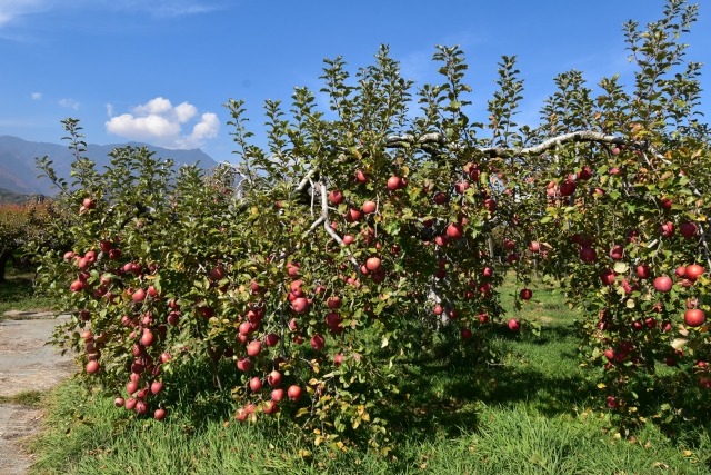 Nagano Prefecture,  Apple with Chuuou Alps