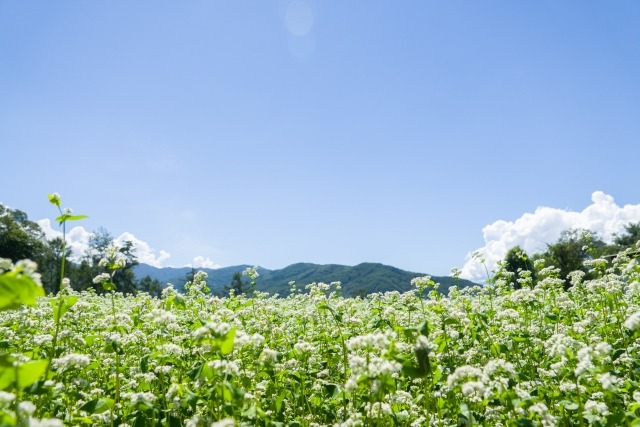 Nagano Prefecture, Shinshuu Soba field