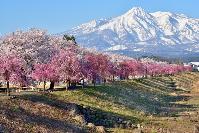 Niigata Sakura Niigata Sakura